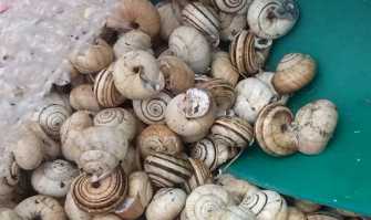 Le ''cazzavun'': le piccole lumache che i baresi non raccolgono pi�